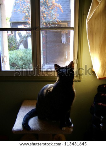 Black cat sitting in front of a window, rear view