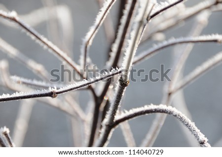 Frost on a plant in winter, closeup