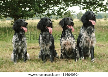Portrait of four munsterlander gun dogs