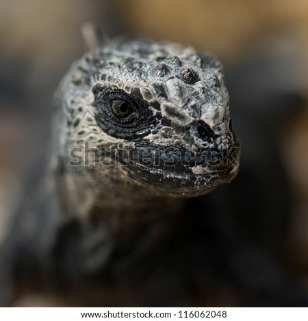 Marine iguana (Amblyrhynchus cristatus), North Seymour Island, Galapagos Islands, Ecuador