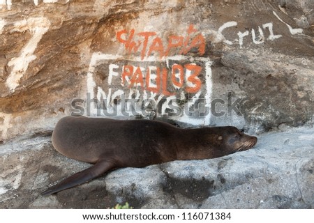 Galapagos sea lion (Zalophus californianus wollebacki) in front of graffiti covered rock, Galapagos Islands, Ecuador