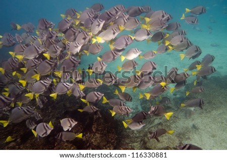 School of Surgeon fish (Zebrasoma flavescens) swimming underwater, Galapagos Islands, Ecuador
