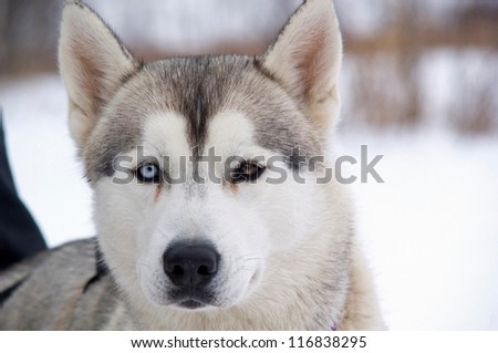 Husky sled dog with two different colored eyes