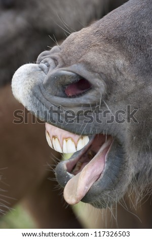 Open mouth of an Icelandic horse
