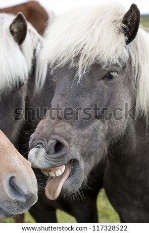 Icelandic horse with teeth showing