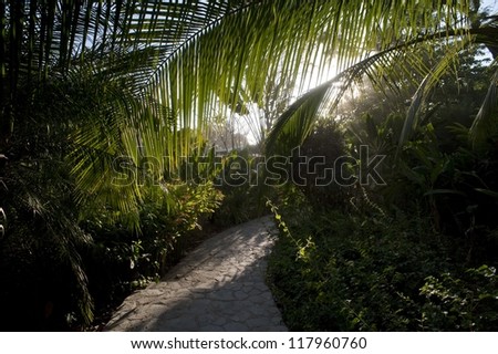 Pathway through tropical forest in San Jose Costa Rica