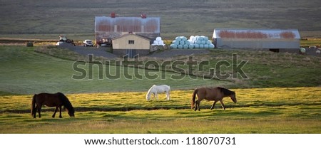 Icelandic horses grazing in pasture with barn, hay bales, tractor, and farm yard