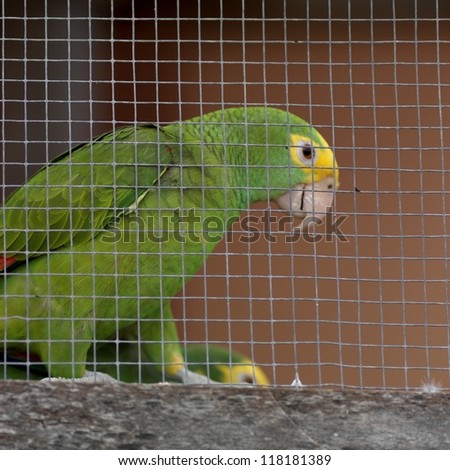 Parrot in a cage, closeup