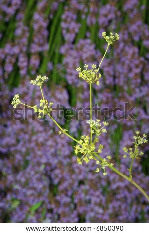 Abstract flower composition, with yellow clump of flowers above a bed of purple flowers.