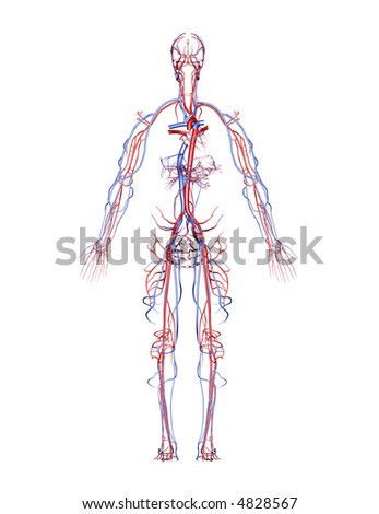 veins and arteries of body. veins ofanatomy arteries