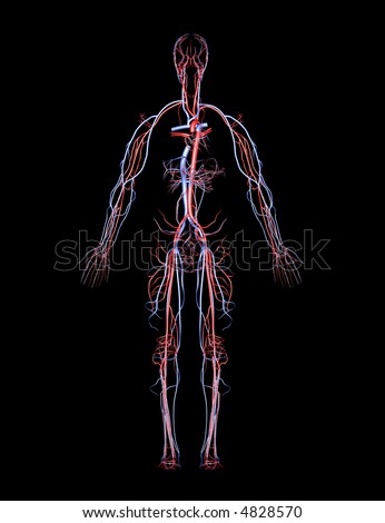 veins and arteries of body. Main+arteries+and+veins+of