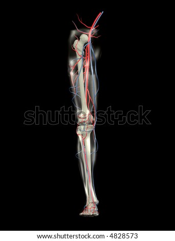 arteries of leg and foot. stock photo : Leg Bones,