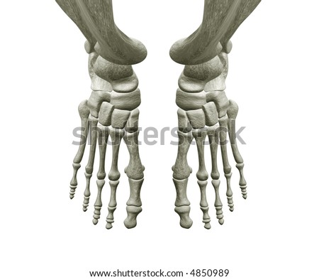 bones of foot. Right and Left Foot Bones