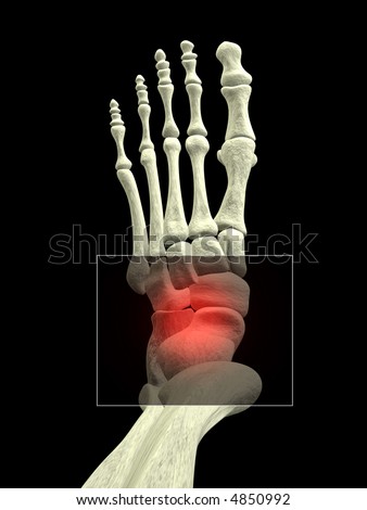 bones of foot. stock photo : Foot Bones with