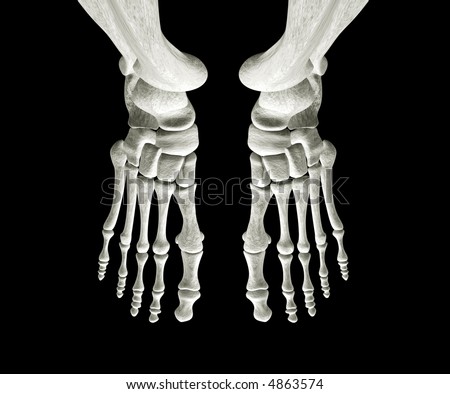 bones of foot. Right and Left Foot Bones