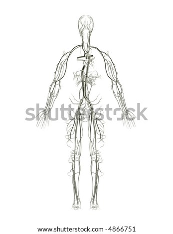 Arteries Human
