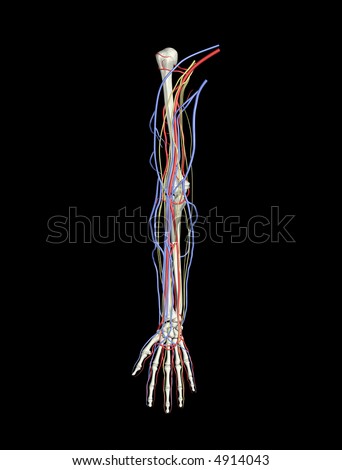 arteries and veins in arm. Arm Bones Arteries Veins