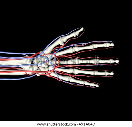 Arteries And Veins Diagram. Hand Bones Arteries Veins