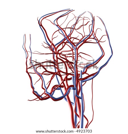 arteries and veins diagram. Brain Arteries and Veins