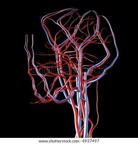 arteries and veins diagram. Veins+diagram
