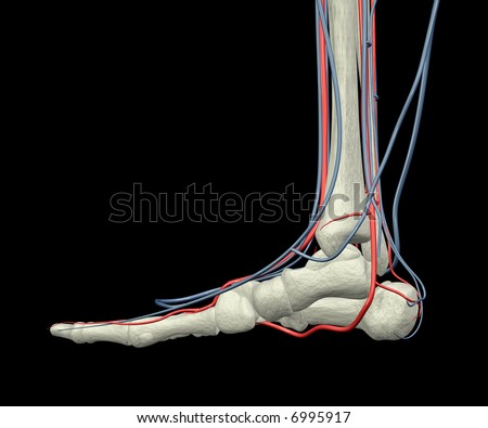 bones of foot. stock photo : Foot Bones,