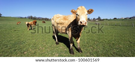 panoramic view of french country with cows