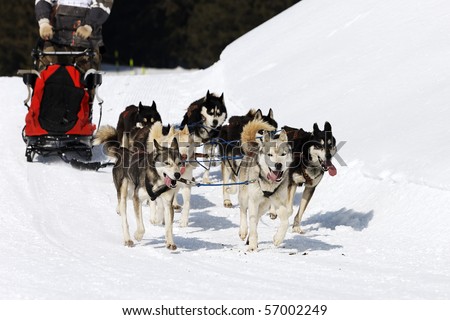 snow dogs 2