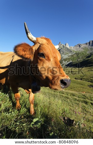 cow alpine mountain in summer in France