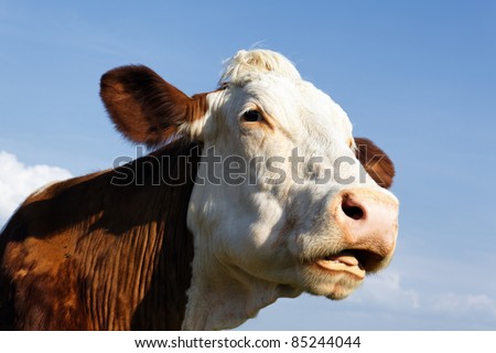 big head of beautiful cow in blue sky