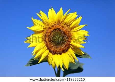 big sunflower over blue sky and bright sun lights