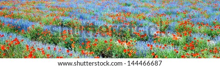Panoramic View, Field Of Violet Lavender And Red Poppy Flowers