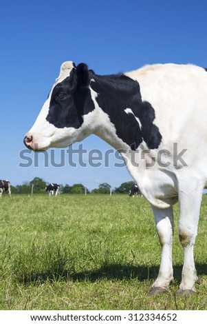 Portrait of beautiful cow on green grass with blue sky