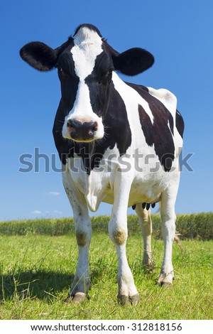Portrait of cow on green grass and blue sky