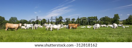 Panoramic view of cows on green grass.