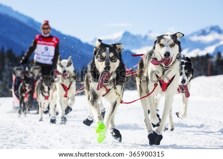 musher hiding behind sleigh at sled dog race on snow