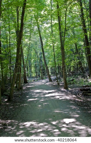 forest path walk