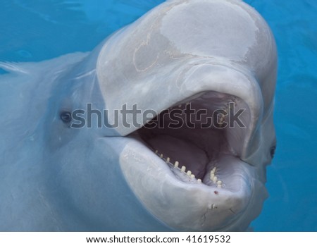 cute beluga whale pictures. stock photo : eluga whale