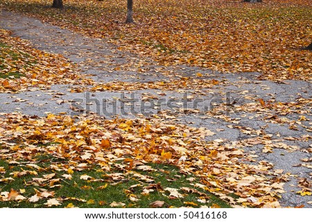 fall landscape leaf