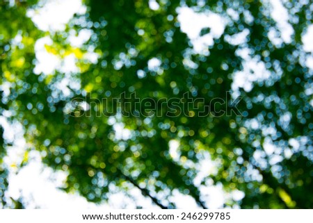 Blurred trees in the sunny afternoon