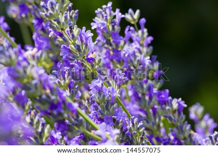 Lavenders close-up in summer with blur background
