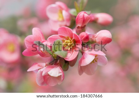 Beautiful pink spring flowers with yellow pistil -  flowering Japanese quince