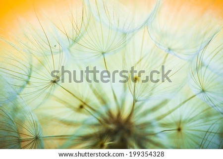 Dandelion or Western Salsify Seed Head with blurred background
