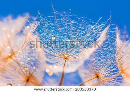 Dandelion or Western Salsify Seed Head with blue sky background