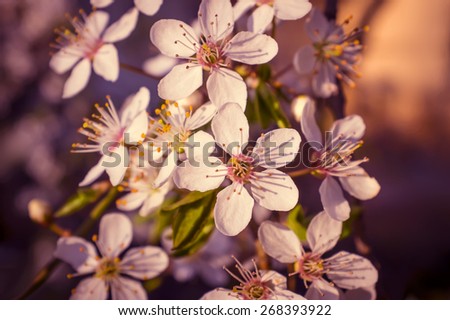 beautiful cherry flowers in spring with vintage color filter