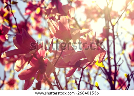 Magnolia blossom in spring with strong back-light