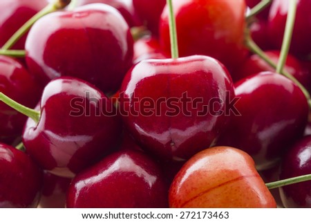 beautiful red ripe cherries and green stems