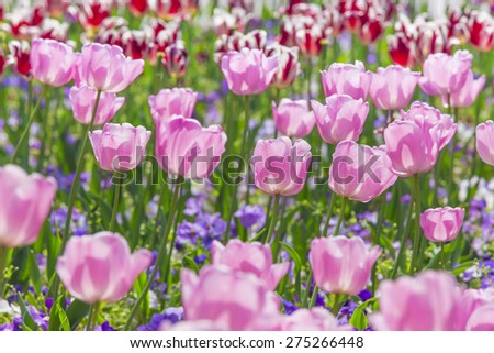 pink tulips in sunshine