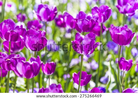 purple tulips in sunshine