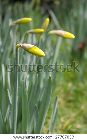 Spring garden. Closeup of narcissus flower buds. Focus on the first bud