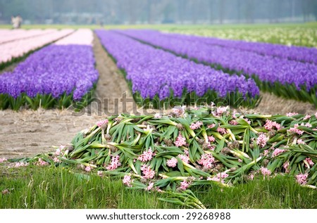 Colorful fields of hyacinths with the pile of cut flowers in the foreground, the Netherlands. Focus on cut flowers.